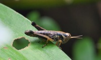 A_fukiba-250704.jpg