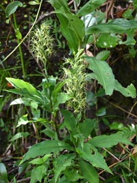 R_sagis-240909.jpg