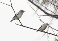 White-shouldered-starling-190208.jpg