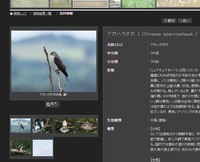 ahd-170811.jpg