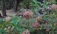 ajisai-241101.jpg