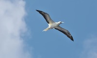 akaask-241120.jpg