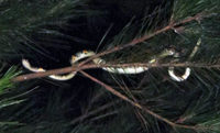 akmt-on-tree-110917.jpg