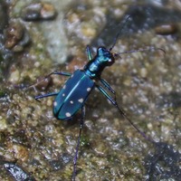 amamiha-240728.jpg