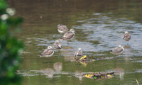 aoas-250318.jpg