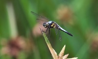 aobita-250719.jpg