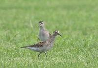 auzs+tkbs-190923.jpg