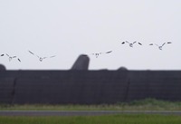 avocet-190603.jpg