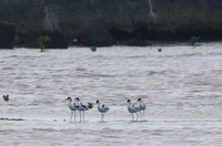 avocet2-190603.jpg