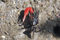 beni-240920.jpg
