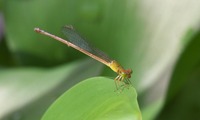 beni_ito-250712.jpg