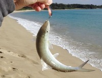 bonefish-190124.jpg