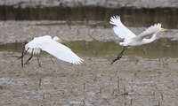 chusa-250607.jpg