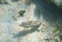 dandara-171011.jpg