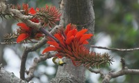 deigo-240418.jpg