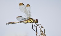 dnoshim-241015.jpg