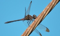 dnoshim2-241015.jpg