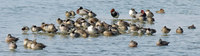 ducks-160228.jpg