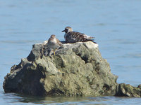 dz-120918.jpg