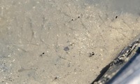 ebi-240704.jpg