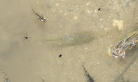 ebi-250612.jpg