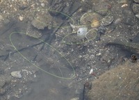 ebi-250616.jpg