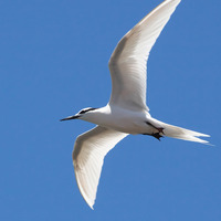 erigroa-250228.jpg