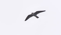 falco-250318.jpg