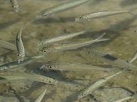 fish-180917.jpg