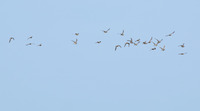 flying-190918.jpg