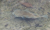 fugu-240502.jpg