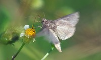 ga-241104.jpg