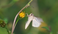 ga-241114.jpg