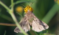 ga2-241114.jpg