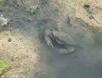 gase-140520.jpg