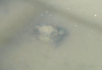 gase-170827.jpg