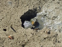 gase-170906.jpg
