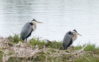 gbh-160707.jpg