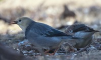 ginmuk-250211.jpg
