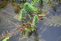 ginya-240901.jpg