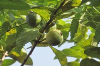 guava-200815.jpg
