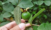 guava-210621.jpg