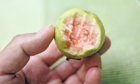 guava-220820.jpg