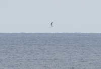 gull-190215.jpg