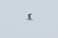 gull2-190215.jpg