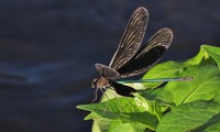 hagro-230909.jpg