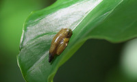 haro-250713.jpg