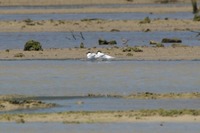 has-190524.jpg