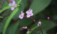 hashik-240701.jpg