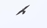 haya-250223.jpg